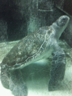 kame.jpg