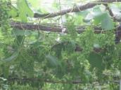 IMG_1526_resize1.jpg