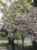 IMG_1367_resize1.jpg