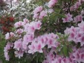 IMG_1469_resize1.jpg