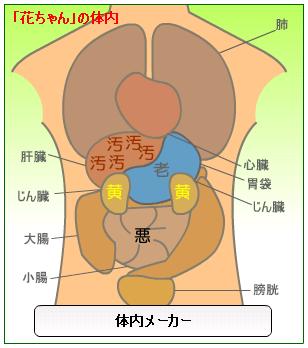 体内メーカー（花ちゃん）.JPG