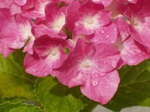 紫陽花　2007　アップ.jpg