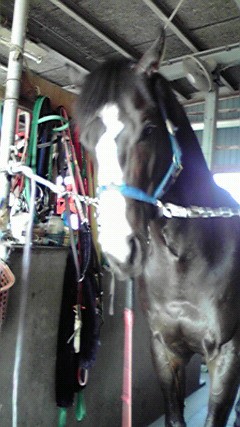 キングスゾーン