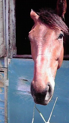 ベルホースファーム