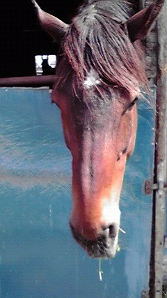 ベルホースファーム