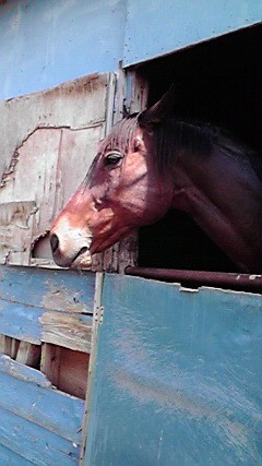 ベルホースファーム