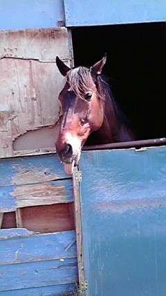 ベルホースファーム