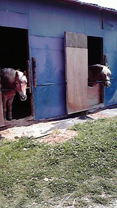 ベルホースファーム