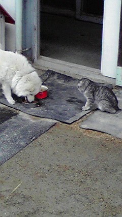 大福VSたいちゃん