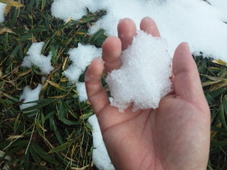 雪玉作ろう♪とか思ってみたり・・