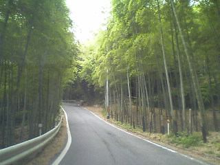 長岡京の竹林