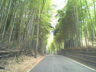 長岡京の竹林