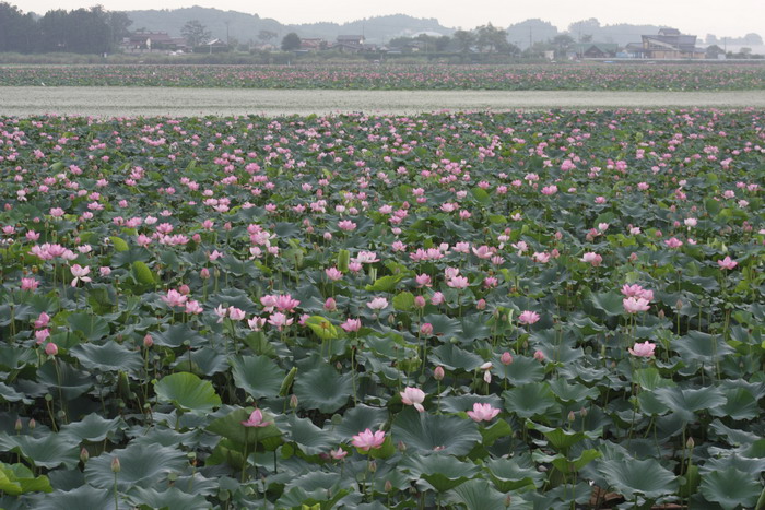 蓮の花１.jpg