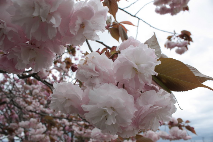 白い桜の花.jpg