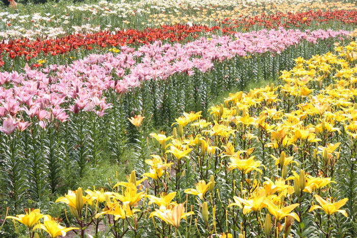 ユリ園３.JPG