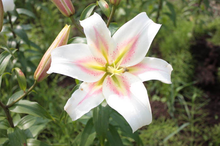 ユリの花２.JPG