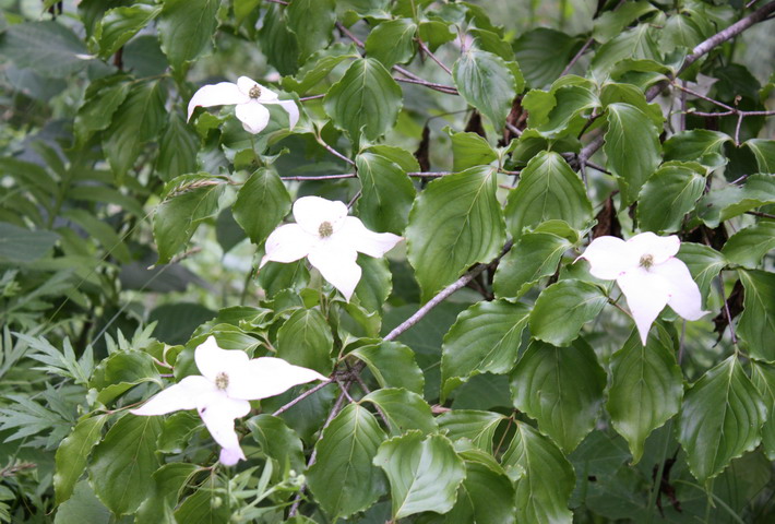 山ぼうしの花.jpg