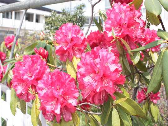 赤い石楠花.JPG