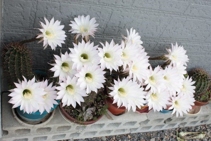 サボテンの花.jpg