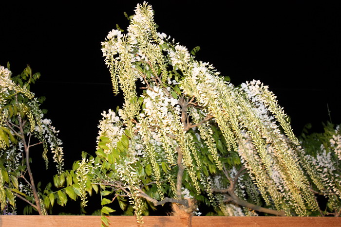 藤の花３.jpg