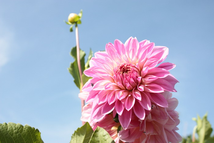ダリアの花２.jpg