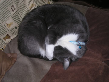 まるいまるい。