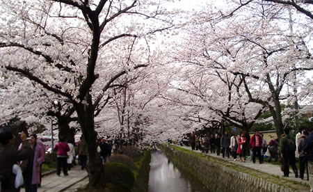 哲学の道の桜並木