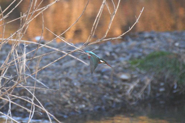 カワセミ1-5