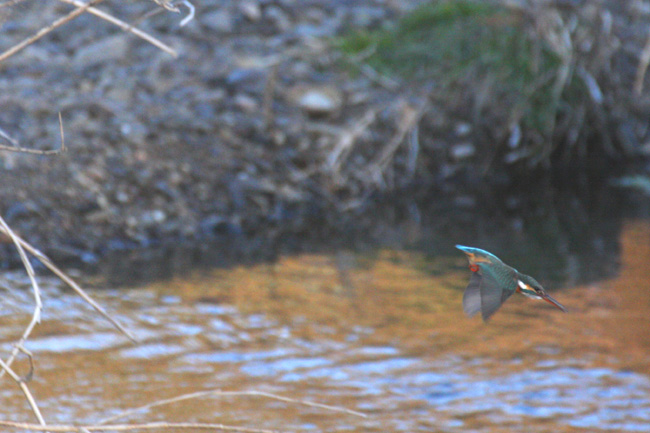カワセミ1-6