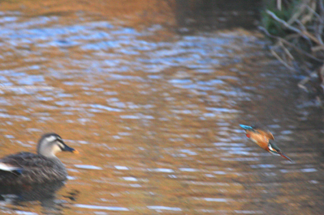 カワセミ1-7