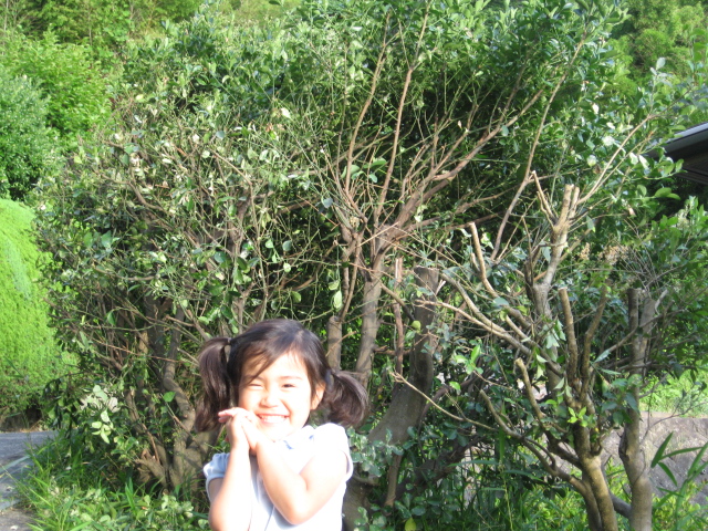 生い茂る木々（泣）