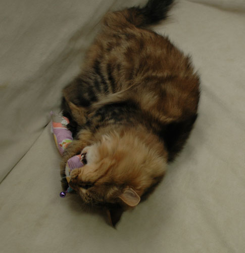 DSC_0084a.jpg