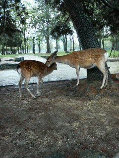 シカの親子