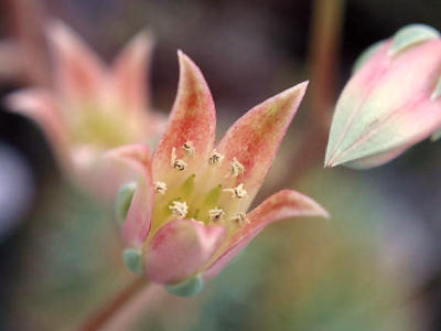 シルバースター花UP