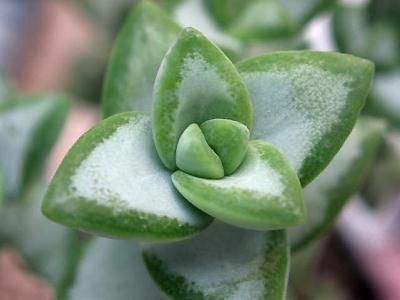 ジェイドネックレス