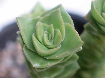 グリーンパコダ