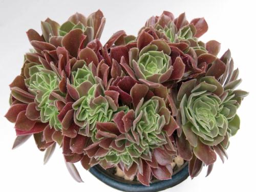 カシミアバイオレット綴化