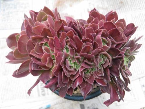 カシミアバイオレット綴化