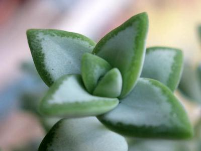 ブベリフォリアグリーン