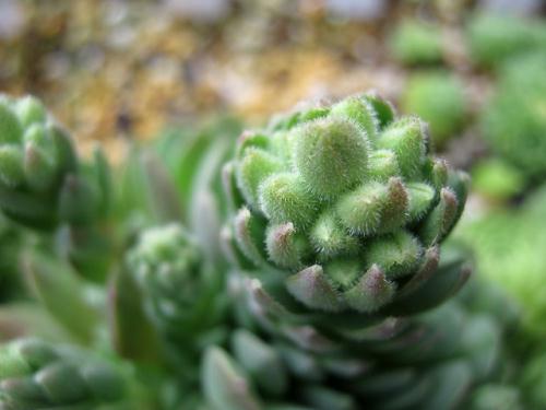 ロスラリアkoeppe Dug