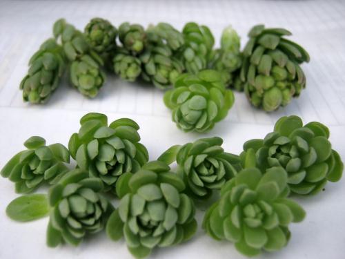 ロスラリアkoeppe Dug