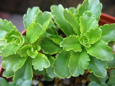 イエローバード