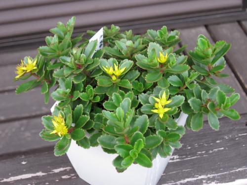 赤軸キリンソウ