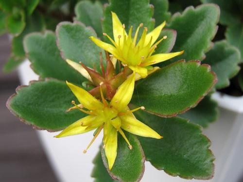 赤軸キリンソウ