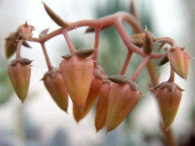 トリマネンシス花UP