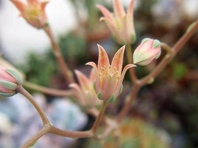 シルバースター花