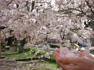 桜吹雪.JPG