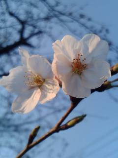 sakura