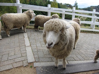 sheep1.jpg