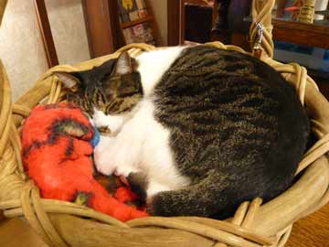 ふくねこ堂ルイ店長.jpg
